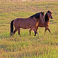 Activity Icon