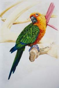 Mastering The Jenday Conure In Colored Pencils