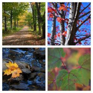 Fall Foliage Photography Workshop