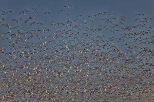 Pacific Northwest Migratory Birds
