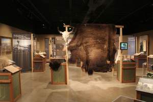 Bison Exhibit Ancient Massive Wild