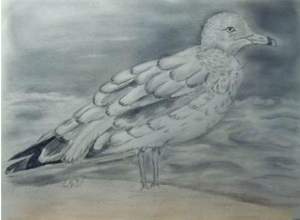Beginner's Drawing Class    'seagull'