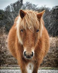 Gallery Launch For Assateague Pony