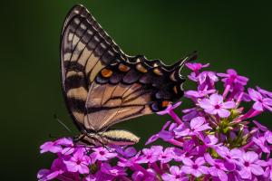 Photographer Gary Snyder Selected For Cover Photographer Gary Snyder Selected For Cover